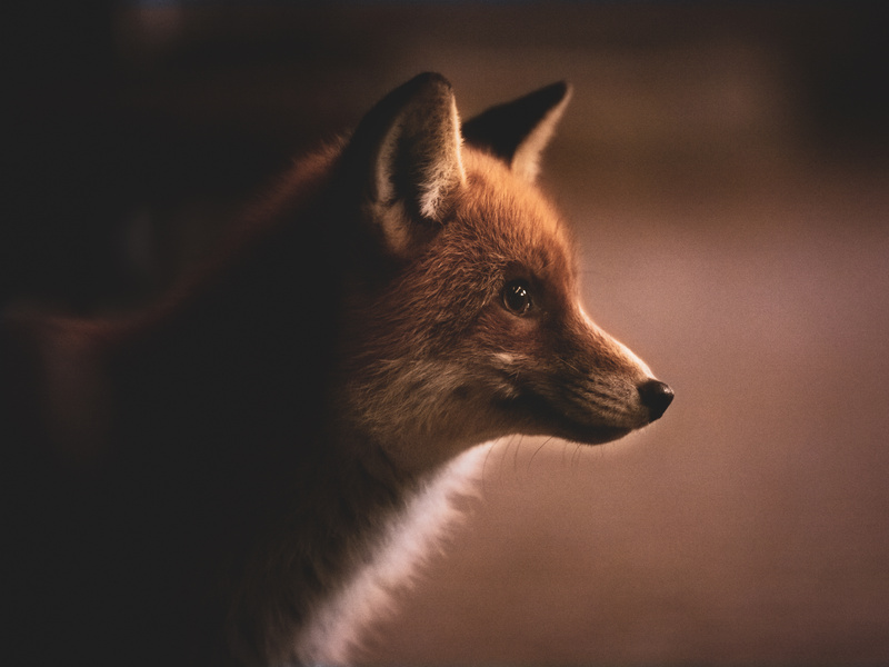 Photo of a Fox